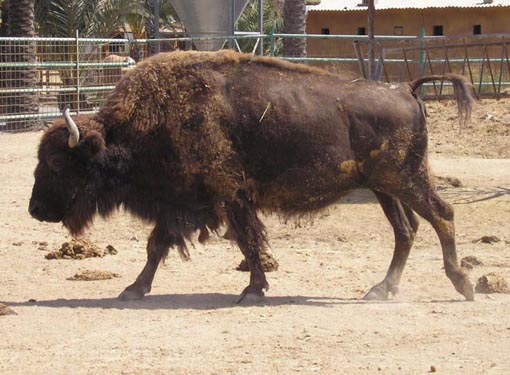 Bison Pictures - Picture of Bison